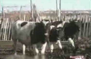 vacas cachonda
