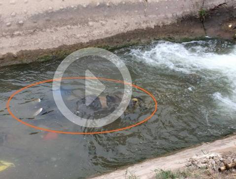 Encuentran cadáver de joven en canal de regadío en Jesús del Valle Huaral