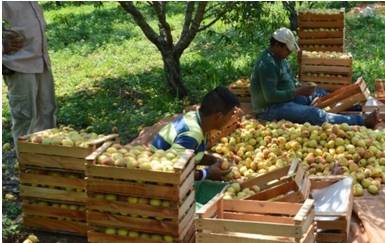 Robaron más de 600 javas de duraznos a agricultores de Palpa