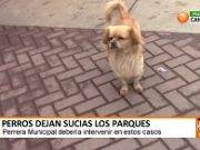 Vecinos se quejan que perros dejan sucios los parques