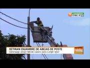 Retiran enjambre de abejas de poste en pasaje Pendencia – Huaral