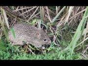 Plaga de ratas pone en riesgo cultivos en Ihuari.