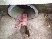 Hallan a bebé recién nacida en un desagüe lleno de hormigas y sobrevive (FOTOS)