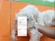 Huacho: ¡Escalofriante¡ hallan preservativo con semen en mascota