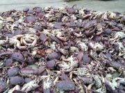 Pescadores de Chancay culpan a fábricas pesqueras por varado de especies marinas