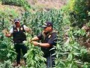 PNP incautó un bosque de más de 16 mil plantones de marihuana Sayán
