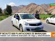 Policia Nacional incauta 3000 plantones de marihuana