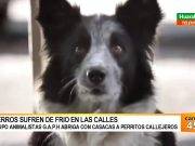 Brigada animalista abriga con casacas a perritos callejeros