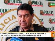 Recuperan más de 2000 pollos robados en granja en km 82 de la Panamericana Norte