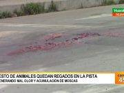 Restos de animales beneficiados generan moscas y malos olores cerca al Camal de Huaral