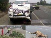 Accidente de tránsito en Végueta deja un anciano herido y un caballo muerto