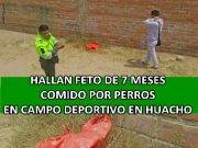 Hallan feto de 7 meses comido por perros en campo deportivo en Huacho