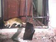 Sujetos desconocidos arrojaron explosivo a una vivienda en Hualmay