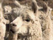 Alpaca Fiesta 2018: estas son las razas del camélido peruano