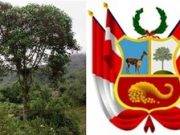 Quina: El árbol nacional de Perú libra una batalla para sobrevivir