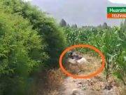 Anciano indigente de 80 años fue encontrado muerto en la chacra VÍDEO