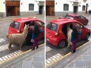 Facebook: Llama viaja en taxi en Cusco y vídeo se vuelve viral