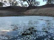 Australia es un infierno: Altas temperaturas provocan que los peces mueran de deshidratación.