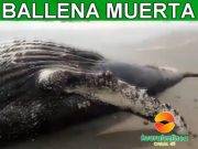 Mar vara ballena azul en Chacra y Mar (VÍDEO)