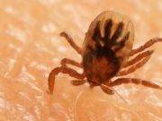 YouTube: video muestra cómo las garrapatas escarban en la piel
