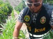 Encuentran 7 mil 500 plantaciones de marihuana en fundo de Sayán VIDEO