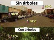 Falta de árboles en la ciudad agrava olas de calor