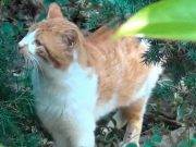 VIRAL: ¡Conmovedor! Gato herido ruega a hombre que lo ayude a salvar su vida.