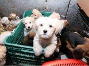HUACHO: Para combatir con la informalidad, fiscalizan venta de animales.