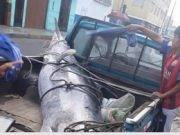 Pescado Merlin causo asombro a los pescadores de Barranca