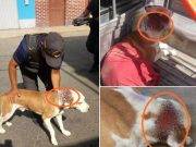 Hombre ataca salvajemente con machete aun perro en Huacho