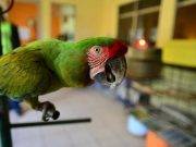 BRASIL: ¡Increíble! Detiene a un «loro» que era cómplice de un negocio de drogas