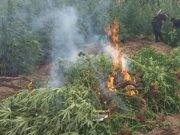 HUACHO: Intervienen domicilios donde hayan plantaciones de marihuana y detienen a los responsables