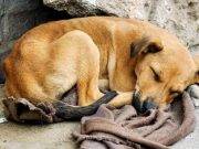 Parlamentaria propone matar a perros y gatos callejeros para que no sigan reproduciéndose
