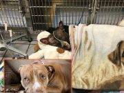 Atado, bañado con gasolina y abandonado en el fuego: adolescente tortura a pitbull (Fotos)