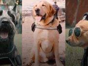 Perros protagonizan grabación por aniversario de la policía canina (Video)