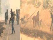 Caballo es captado volviendo a área incendiada para rescatar a sus crías