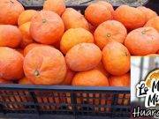 Este Sabado inicio de la Feria Turística “Lo Mejor de mi Tierra” se regalarán más de 500 kilos de mandarina
