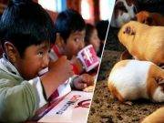 Incluirán el cuy y la leche nacional en los desayunos escolares de Qaliwarma