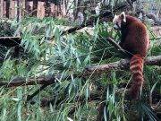 Más de 20 mil personas se juntan para comprar un zoológico y liberar a todos sus animales