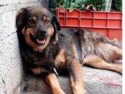 Clientes querían botar a perrita callejera del restaurante, pero el dueño los echó a ellos