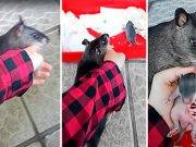 Rata gigante toma del dedo a su dueño para enseñarle a su cría