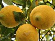 Beneficios de la lima para tu salud