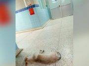Huacho: perro lleva un mes esperando a su dueño en hospital, pese a que este ya falleció