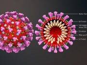 El mejor aliado del COVID es la ignorancia. ¿Cuánto tiempo dura el virus en diferentes medios?