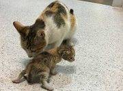 Gatita lleva a su cría enferma al hospital y es atendida por los trabajadores de la salud
