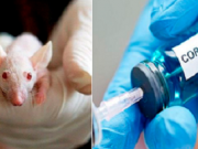 Laboratorio peruano ya tiene vacuna contra el COVID-19 y comenzara pruebas en animales