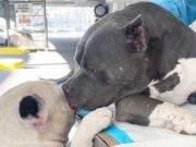 Perros son captados consolándose dulcemente tras perder a su dueño en trágico accidente