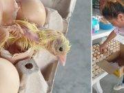 Pollito nació en rejilla de huevos listos para la venta y se salvó “por un pico” de ser comido
