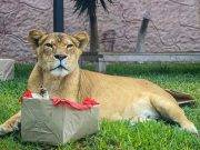 Día del Padre: Parque de las Leyendas presenta a los padres del reino animal | FOTOS