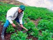 Más de 25,000 familias que trabajan en el agro accederán a créditos